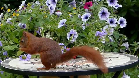 beautiful squirrel