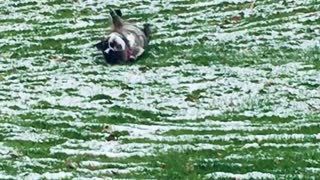 Chloe Loves Rolling Down Snowy Hill