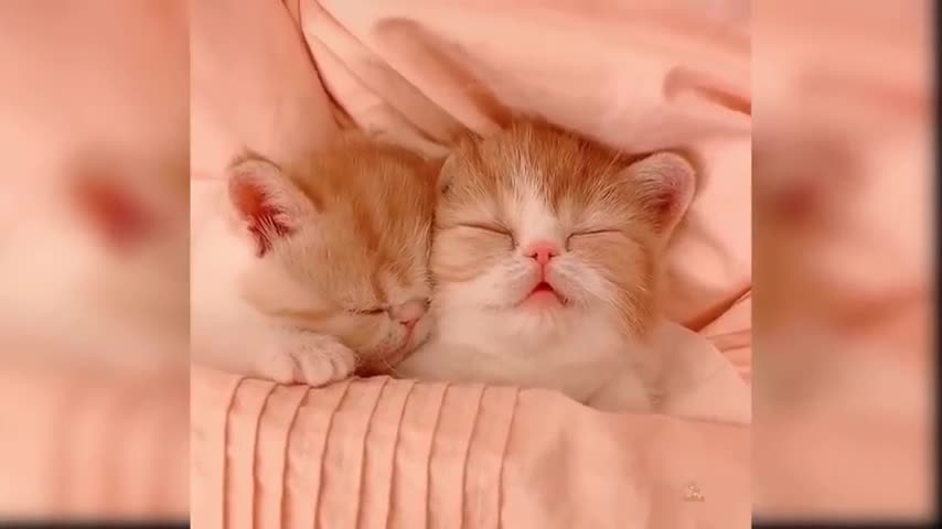 Baby Cats - Cute and Funny Cat Videos Compilation #23 #Shorts