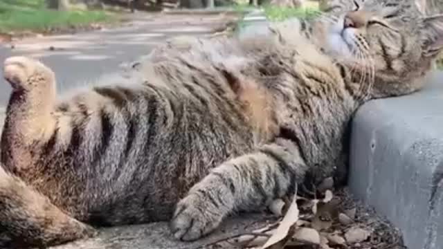 Best Funny Cats Viral Clips😹|| #funny Cats #shorts Wait For Last One😂|| #trending #animals #reels