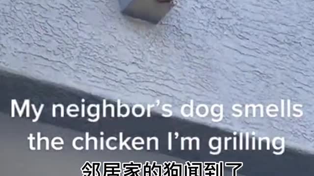 This is not a funny and cute pet dog