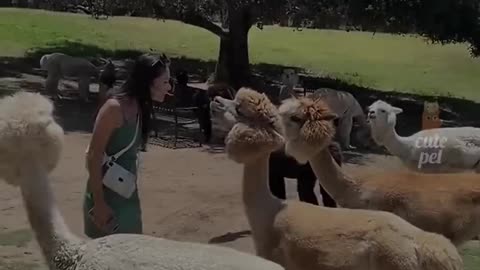 cutest animal competition