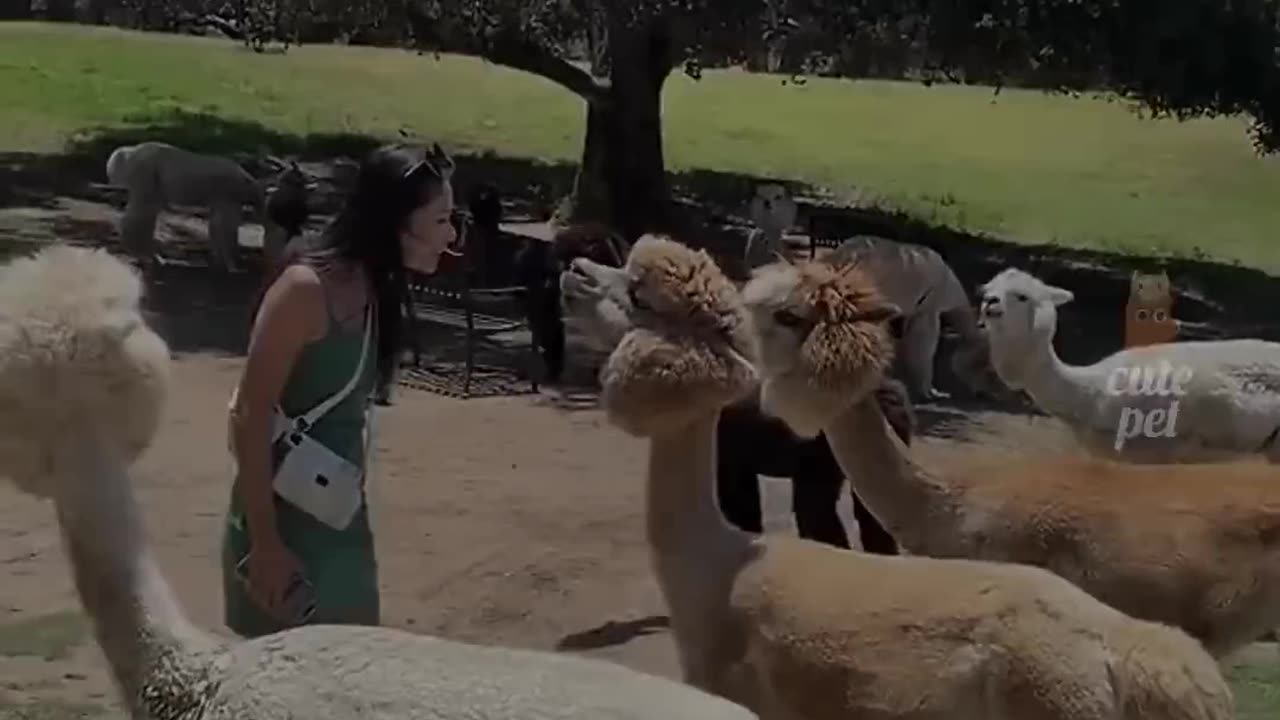 cutest animal competition