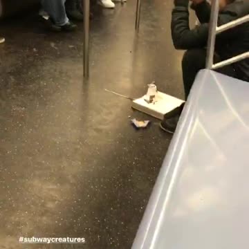 Woman eats chocolate from book on subway floor