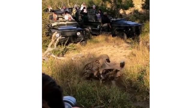 Front Row seats to a stand off between a hyena and wild dog🤯