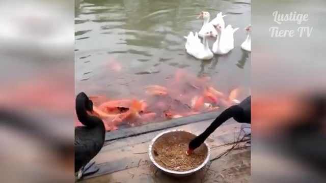 Duck giving food to fish