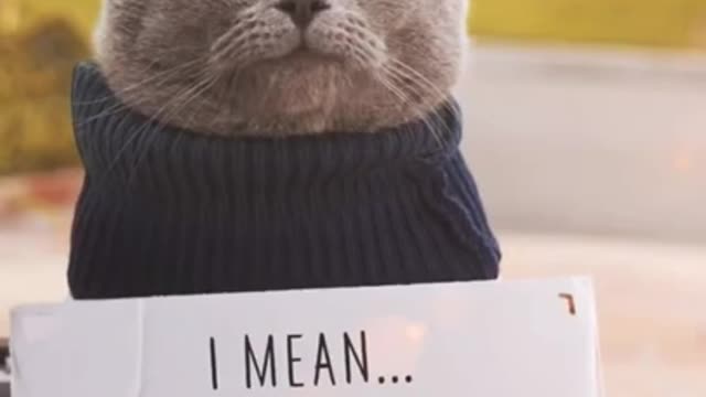 How cute cats feeling love #shorts