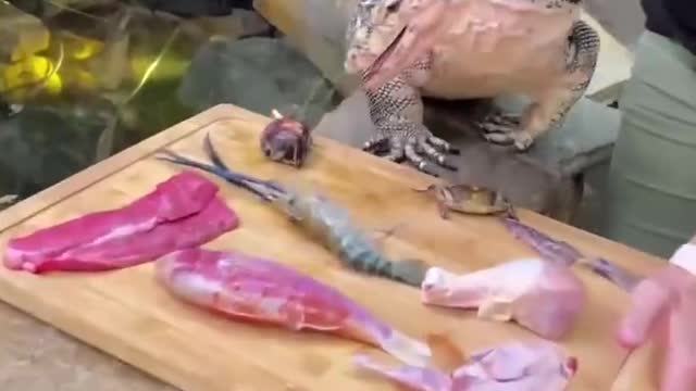 This lizard eats really well. Seafood and meat