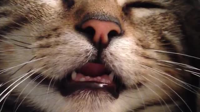 Brown cat sleeping next to blue blanket with mouth open and one eye slightly open