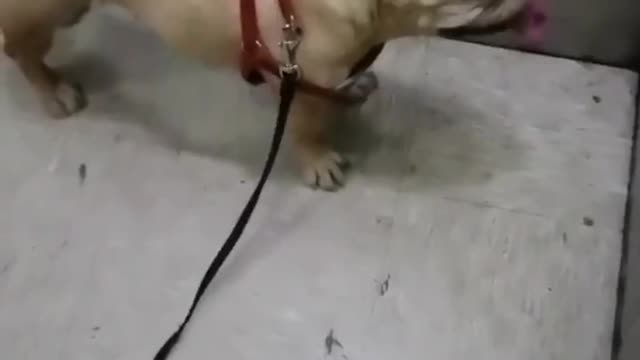 I think you are the cutest puppy in the world
