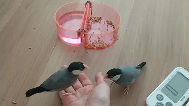 手乗り文鳥だもん