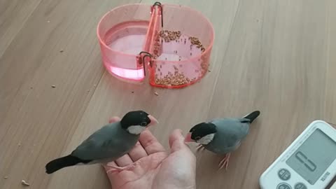 手乗り文鳥だもん