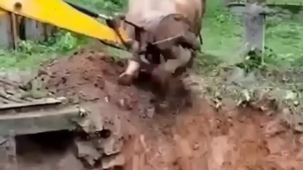 Animal