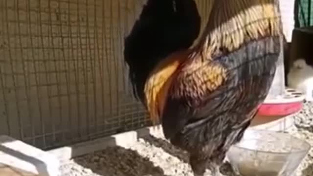 Cock, Chicken 🐔🐓 sing by Cock, murga murga funny video