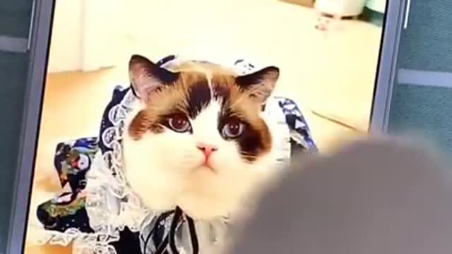 Cute and Funny Cat