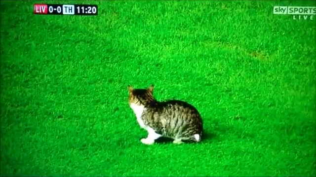 A CAT ON FOOTBALL PITCH LIVERPOOL V SPURS