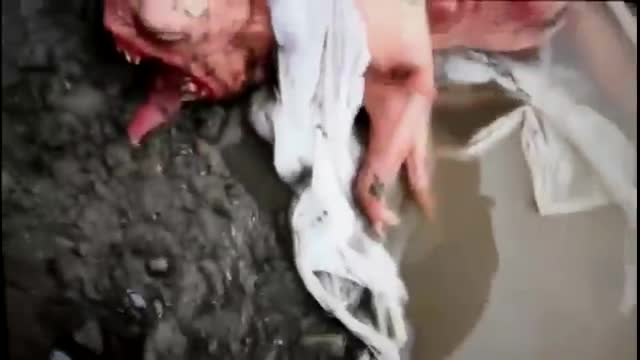 Never Seen Before Creature Caught On Camera