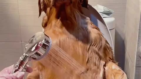 A Golden Retriever taking a bath.