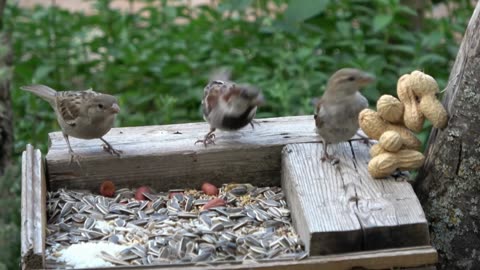 Sparrow bird's scenery