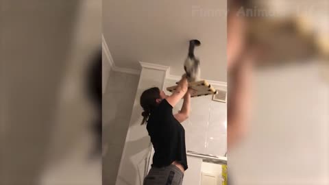 Funniest Dogs And Cats Videos - Funny Animal Videos, Best of the 2022 😃