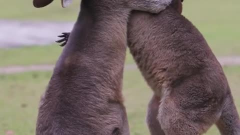 A kangaroo with a violent temper