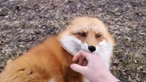 Laughing fox