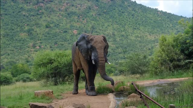 Elephant Drinking Water From A Pond