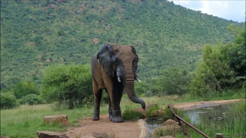 Elephant Drinking Water From A Pond