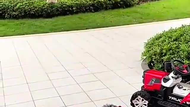 Funny Cat And Dog