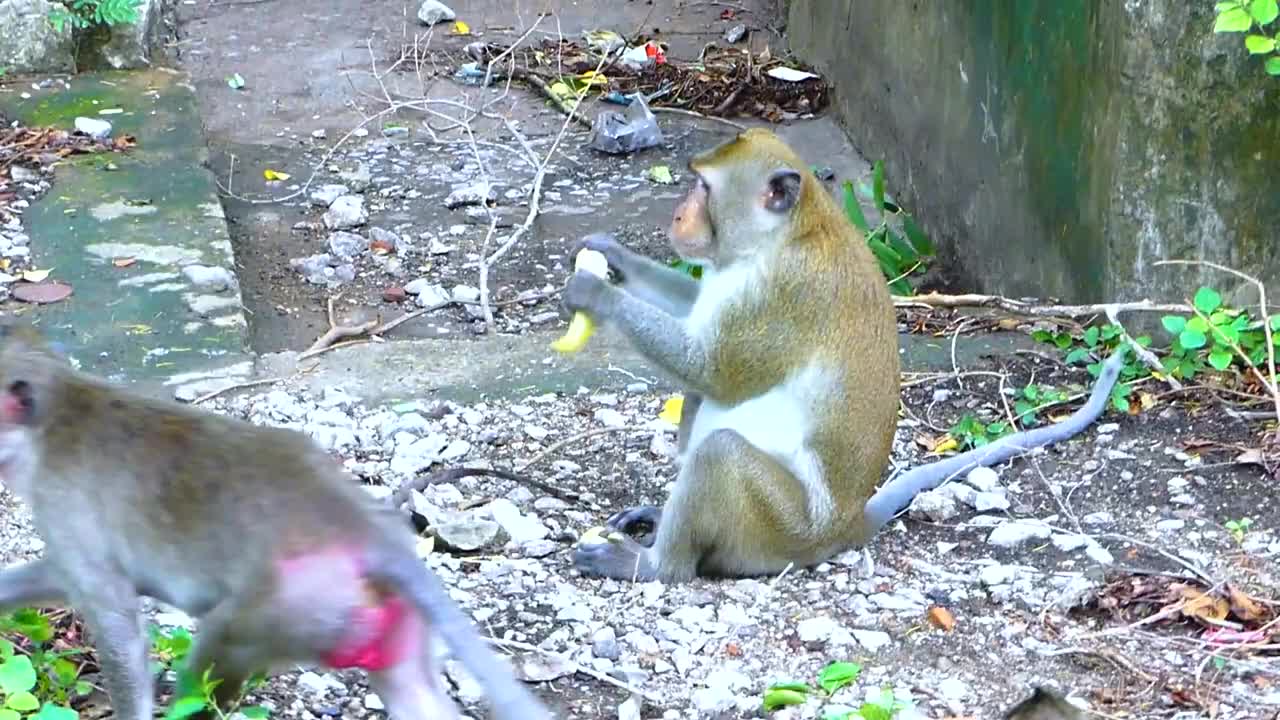 Zombie Frank on monkey