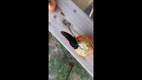 BUTTERFLY DRINKING FROM TOMATO BEAUTIFUL TO WATCH