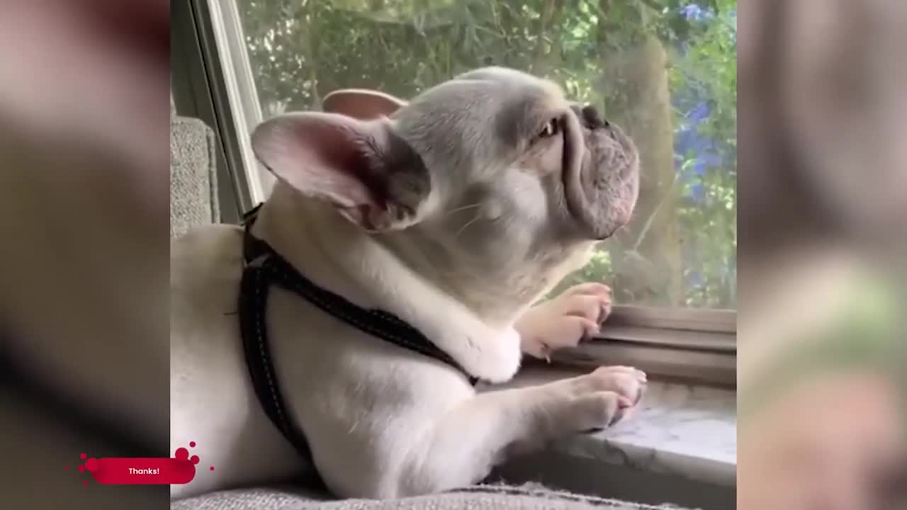 best funny animals clips