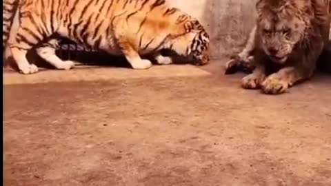 OMG😱 dangerous reaction of tiger and lion.