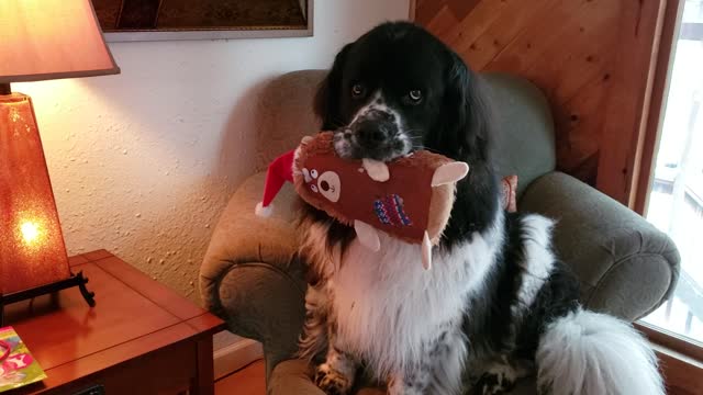 Newfoundland loves her gift from Santa