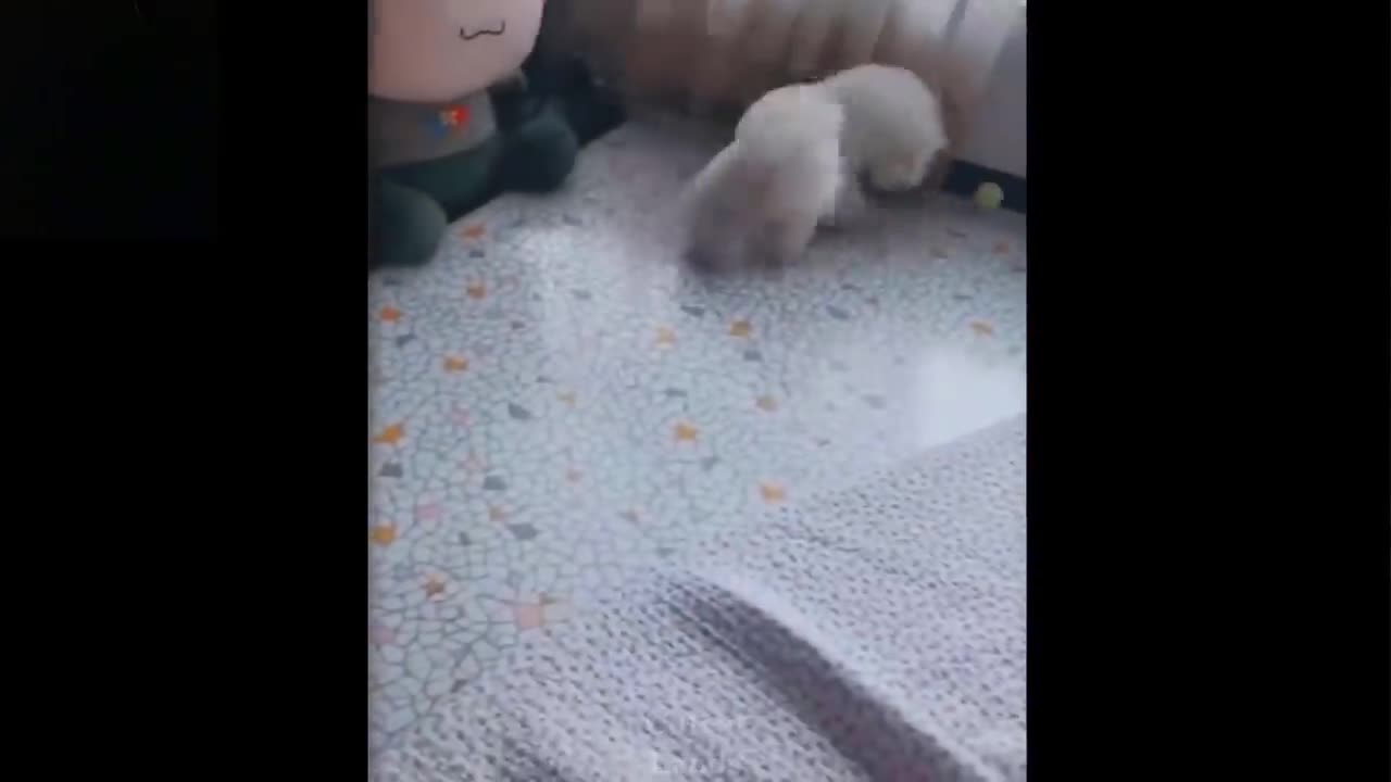 FUNNY VERY CUTE ANIMALS