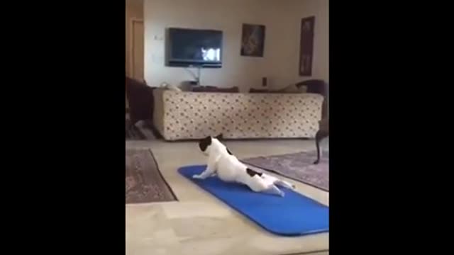 Dogs doing Yoga😨🐕