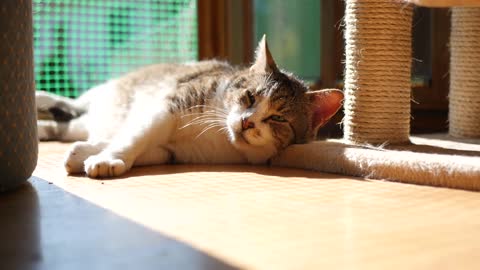 The cat takes a rest in the warm sun and his charming looks