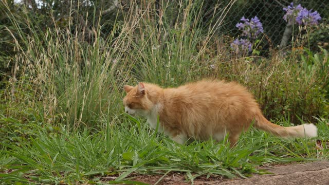 Cat eating grass