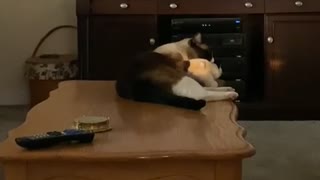 Snowshoe cat meowing with stuffed animal in mouth