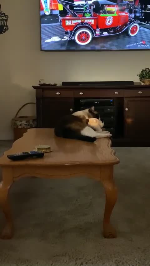 Snowshoe cat meowing with stuffed animal in mouth