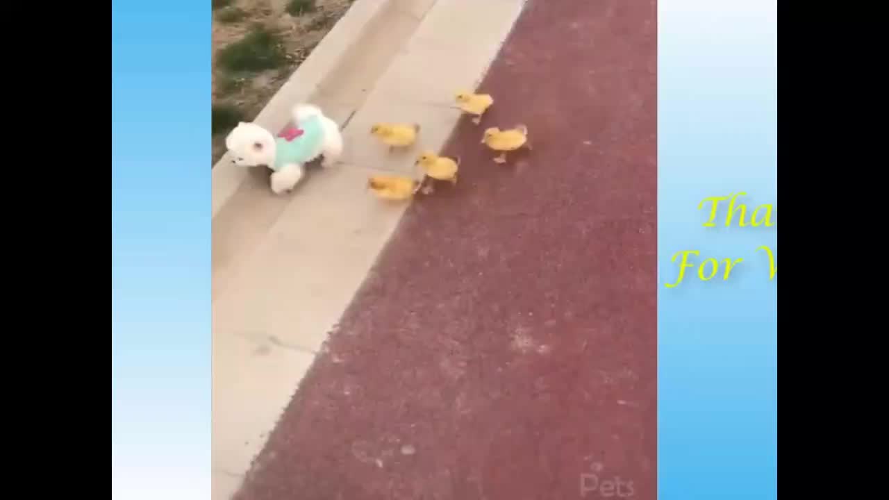 Cute Dog race with Group of Ducks funny Video