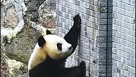 panda