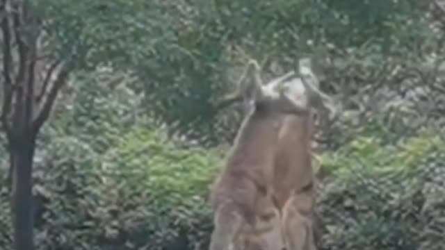 The kangaroo fight