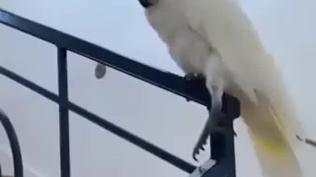 The parrot loves to surf through the elevator stairs