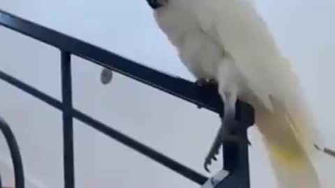 The parrot loves to surf through the elevator stairs