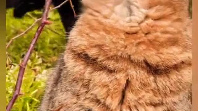 Baby Cats - Cute and Funny Cat Videos Compilation #34 | Aww Animals