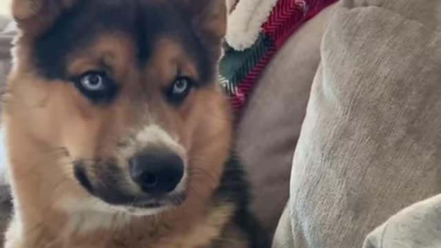 Dog Sings Classic Christmas Song (Husky Howling)