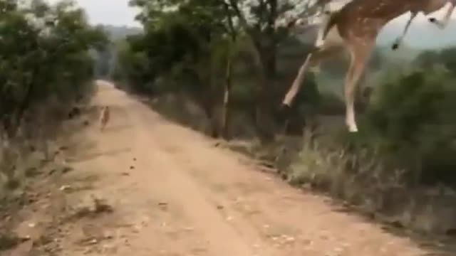 High jump of Deer 🦌