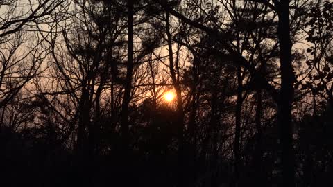 The sunset seen through the trees