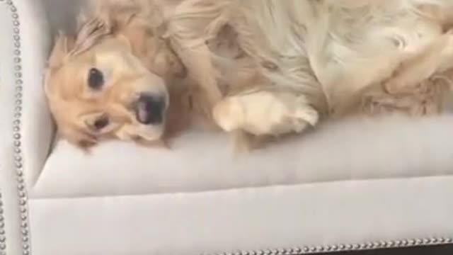 Funny and cute Golden Retriever 2021 - 😍